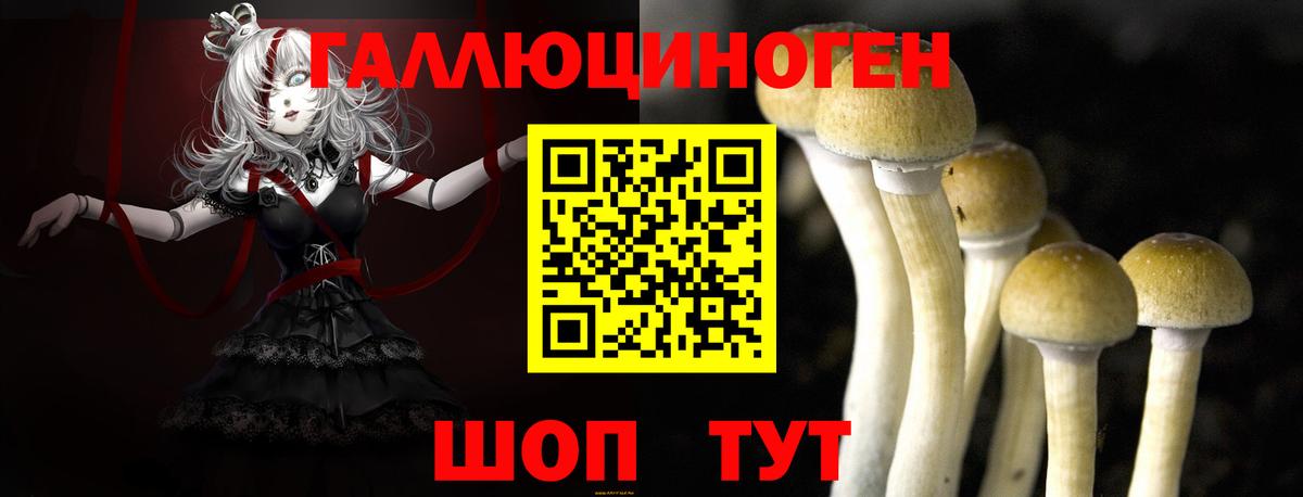 Галлюциногенные грибы Psilocybine cubensis Краснокаменск